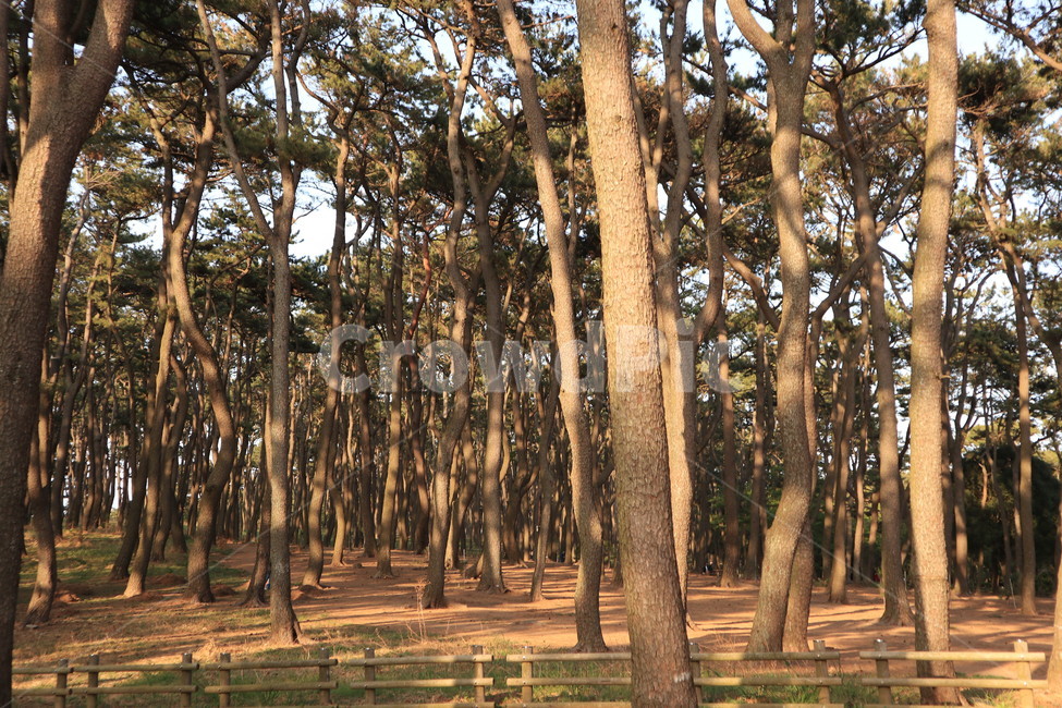 소나무,솔숲,햇살,자연,풍경,nature,landscape,노을