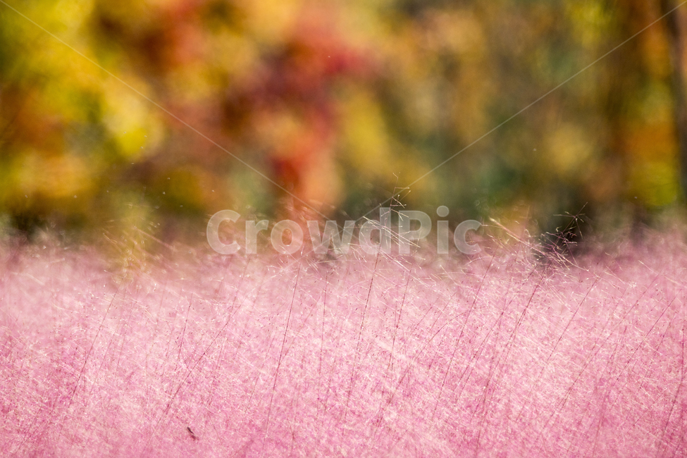 핑크뮬리,뮬리,분홍갈대,꽃,식물,자연,가을,단풍,가을,계절,fall,autumn,season,색깔,색상,색채,색감,color sense,color sensitivity,feeling of color