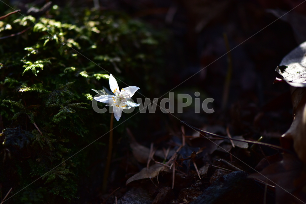너도바람꽃,야생화,봄,꽃,풀꽃,자연,식물,식생,감성,힐링,plants,nature,spring,season,flower,emotion,feeling,흰색,초본,너도바람꽃속