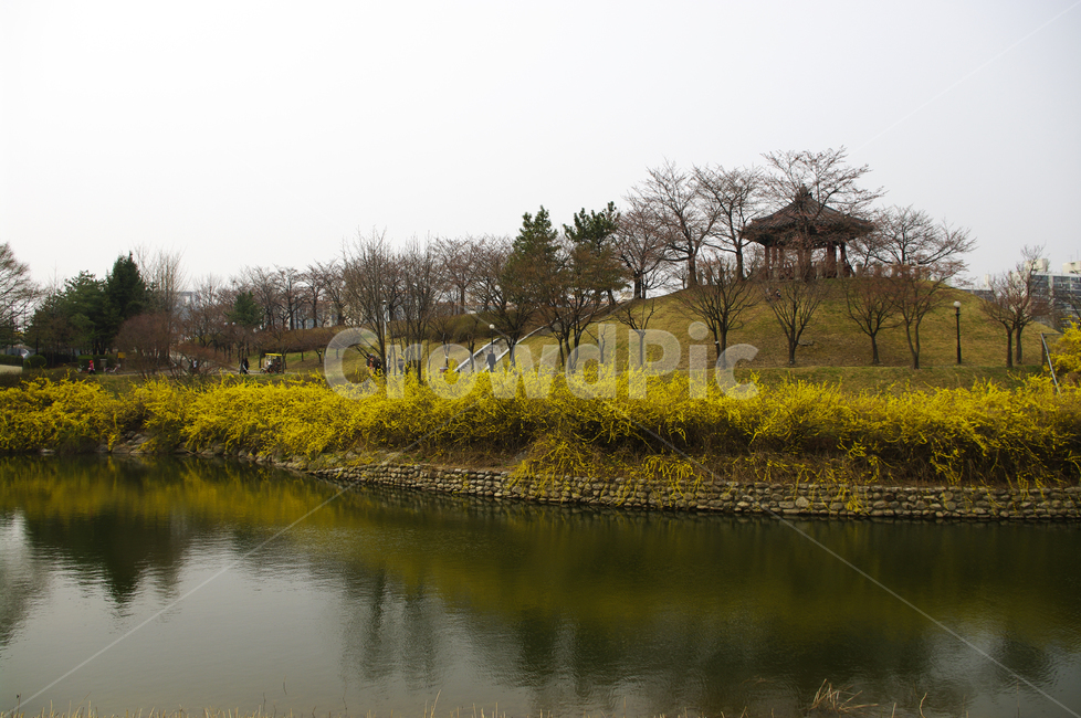 호수,나무,공원,식물,plant,봄,spring,계절,개나리,봄꽃,풍경,봄,계절,spring,season,자연,풍경,nature,landscape,water,물,outdoors,옥외,land,땅