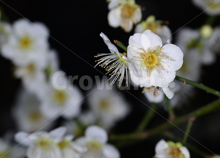 매화,꽃,꽃말,매화꽃,입춘,식물,자연,plants,nature,봄,계절,spring,season,꽃,flower,plant