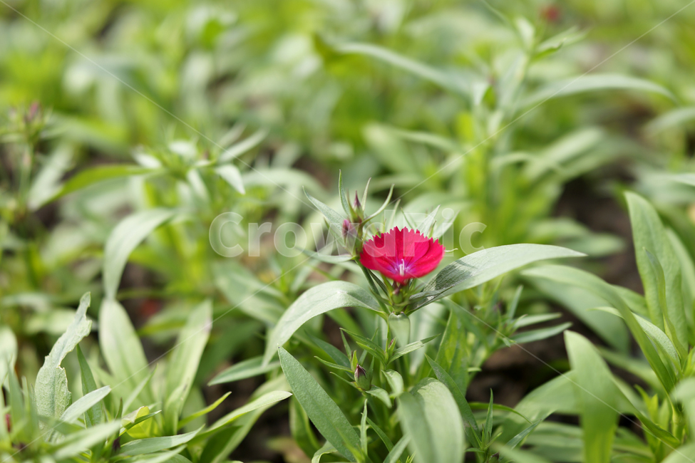 plant,식물,blossom,flower,꽃,패랭이꽃,봄,신선한,파릇파릇한,잔디,spring,fresh,green,grass,초록,식물,자연,plants,nature,꽃,flower
