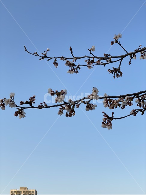 plant,식물,하늘,나무줄기,벚꽃