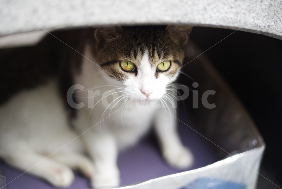고양이,길냥이,길고양이,반려동물,애완동물,미묘,미냥,동물,생명,감성사진,cat,kitty,kitten,cute,lovely,adorable,pet,animal,nature,natural,street,streetcat,stray,straycat,wild,wildlife,wildcat,야생,야생동물,배경화면,background,동물,animal,포유류,mammal,고양이,cat,kitten,kitty