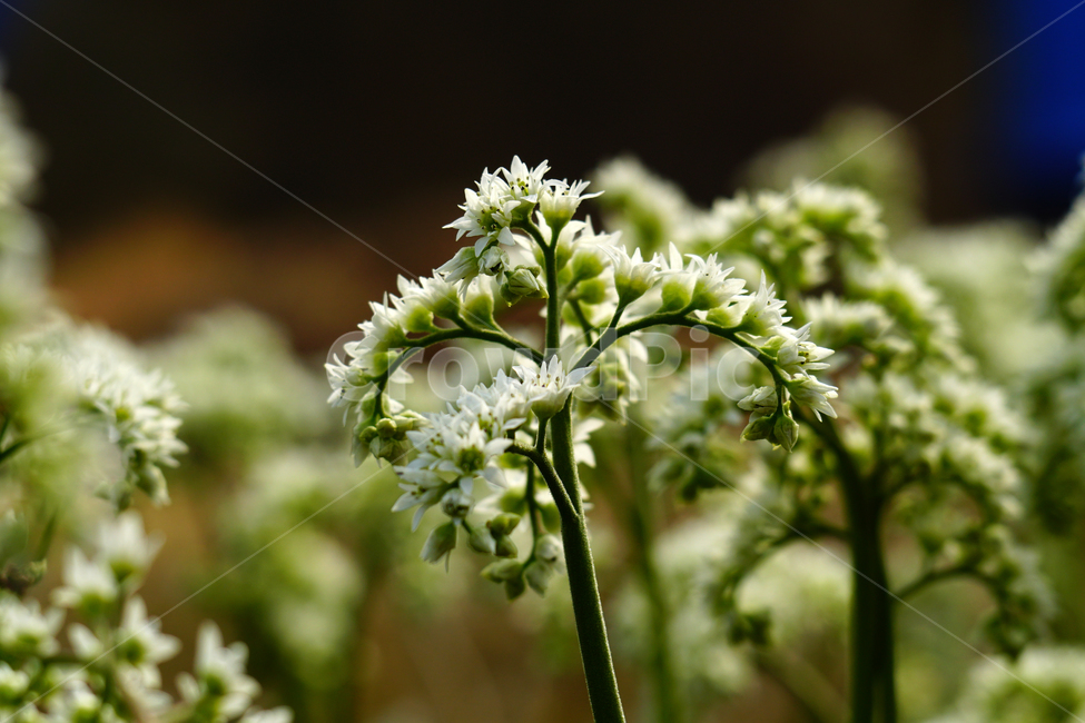 모과나무,봄꽃,한국자연,꽃,꽃사진,플라워,flower,봄,spring,식물,plants,자연,nature,풍경,landscape,계절,season,snap,스냅,접사,macro,closeup,클로즈업,감성사진,감성,힐링,healing,느낌,feel,feeling,꽃밭,화단,나무,나뭇가지,tree,꽃봉오리,4월,April,봄,계절,spring,season,식물,자연,plants,nature,꽃,flower,plant,blossom