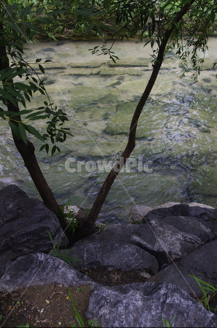 나무,식물,plant,자연,nature,냇가,강,청계천,자연,풍경,nature,landscape,outdoors,옥외,rock,록,water,물,slate,슬레이트
