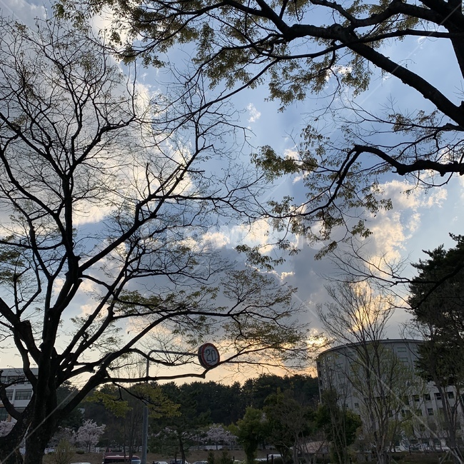 나무,건물,구름,하늘,저녁