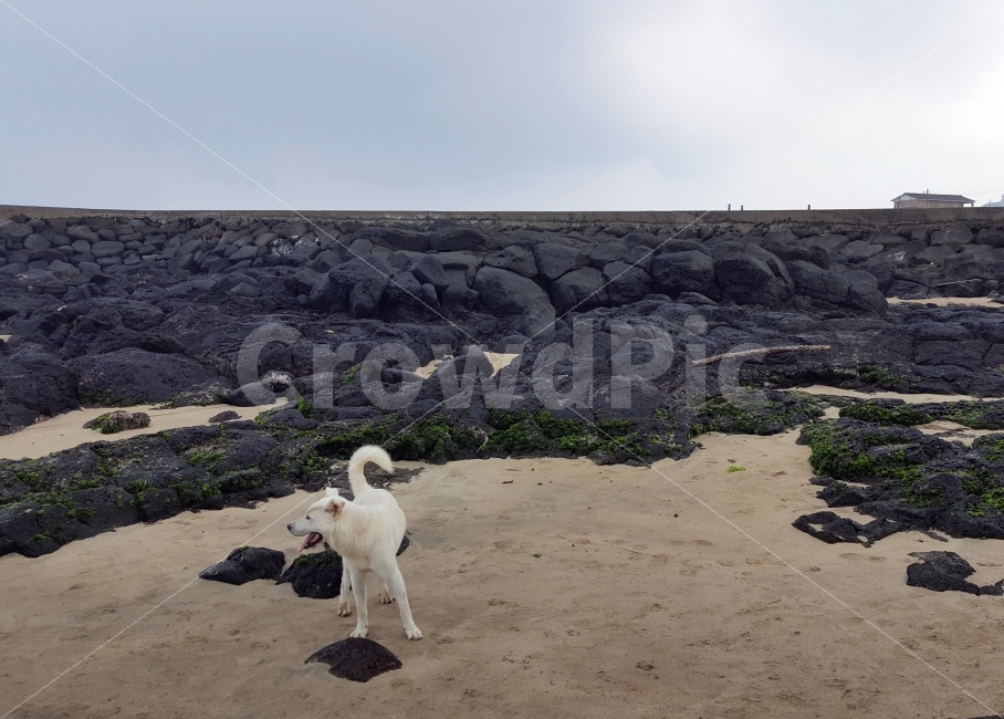 개,백구,바다개,제주개,강아지,해변,바다,beach,sea,제주도,jeju,jeju island,동물,animal,포유류,mammal,개,강아지,dog,doggy,nature,자연,outdoors,옥외