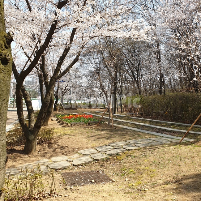 길,공원,plant,식물,벚꽃,봄꽃,봄,나무
