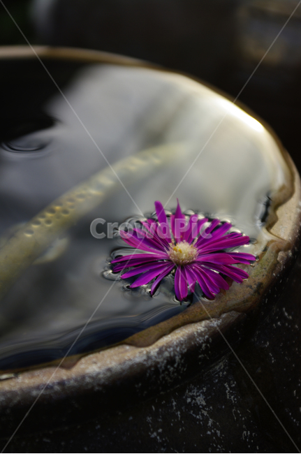 식물,plant,꽃,flower,꽃봉오리,물,꽃,flower