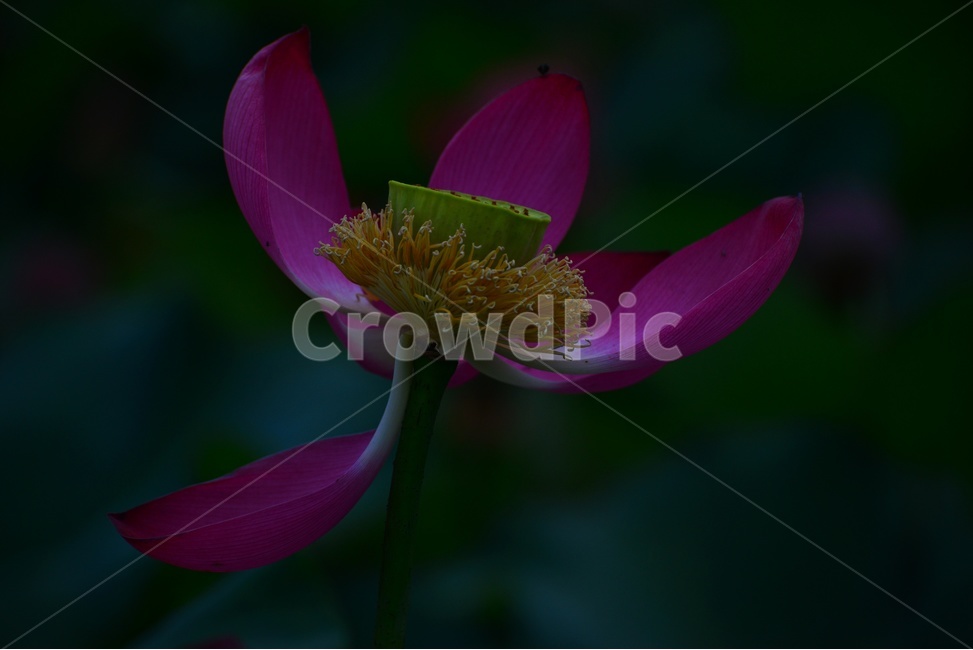 flower,blossom,꽃,petal,꽃잎,plant,식물,부여,궁남지,연꽃축제,수련,연꽃,홍연