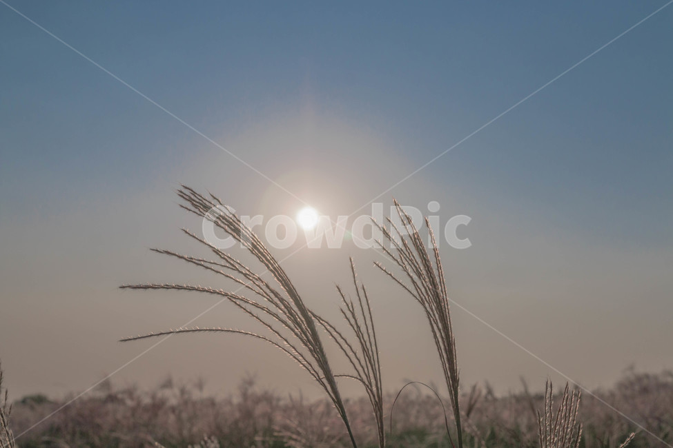 가을,갈대,노을,하늘,가을하늘,공원,가을,계절,fall,autumn,season,식물,자연,plants,nature,grass,잔디,plant,lawn,flare,플레어,light,빛