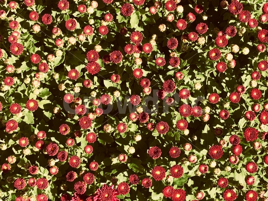 꽃,가을,활짝,길가에,빨간,식물,자연,plants,nature,꽃,flower,감성,sensible,feeling