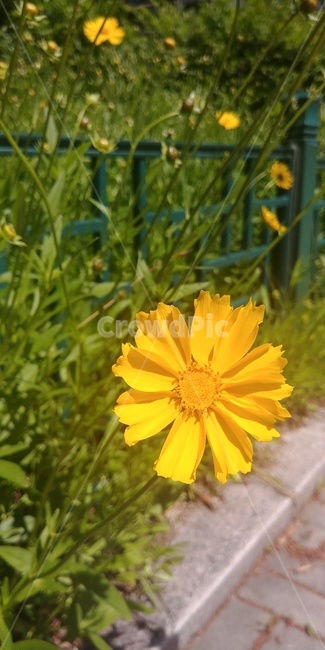 plant,식물,자연,꽃,flower,국화,봄