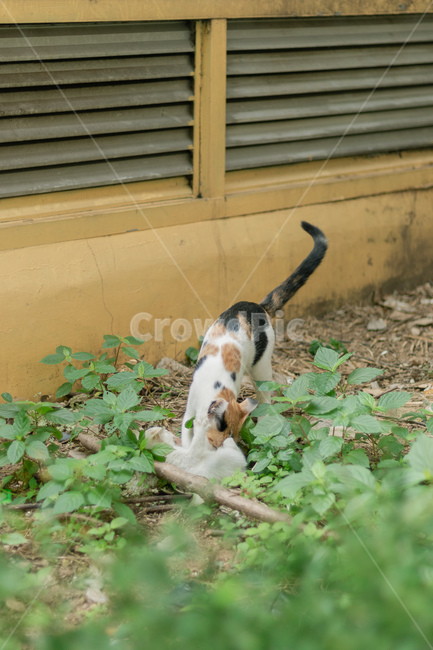 동물,고양이,길냥이,새끼고양이,귀여움,animal,cats,cute,동물,animal,포유류,mammal,고양이,cat,kitten,kitty