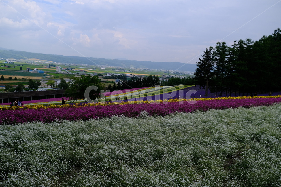 꽃,식물,라벤더,팜도미타,북해도,farmtomita,flower,홋카이도,보라색