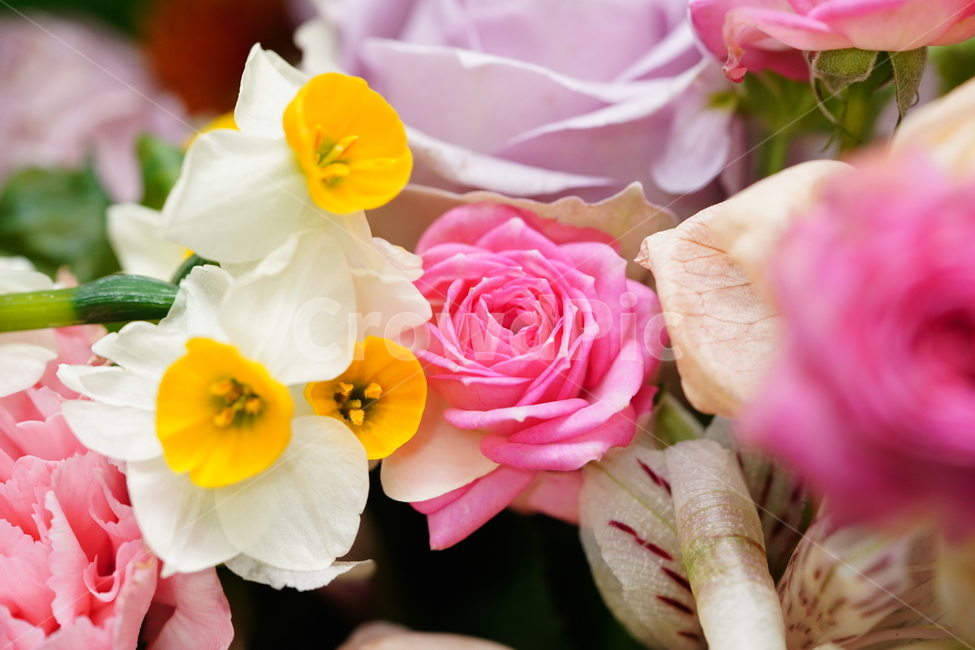 꽃,축하,꽃다발,식물,flower,색감,컬러,플라워,접사,감성,생물,감사,마음,꽃,flower