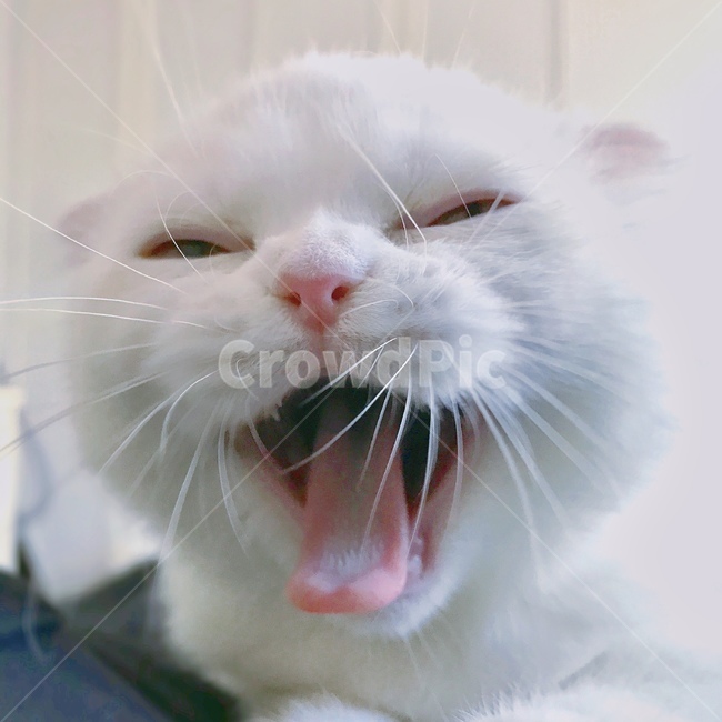 고양이,cat,스코티쉬폴드,집사,감성,동물,animal,포유류,mammal,고양이,cat,kitten,kitty
