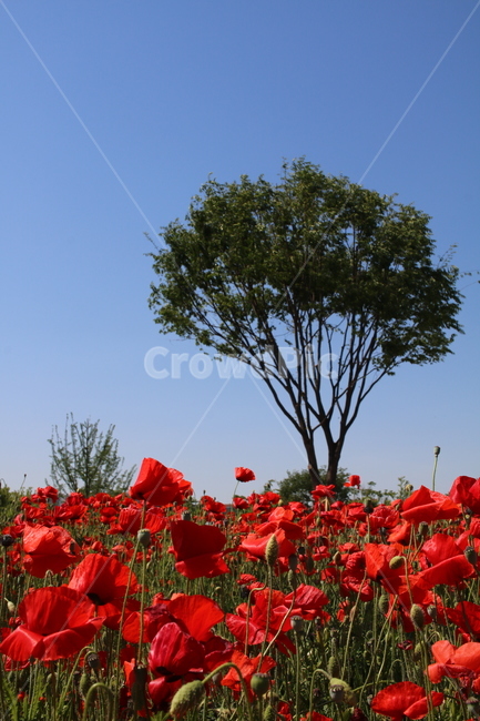 양귀비,나무,꽃,공원,red,자연,tree,park,식물,자연,plants,nature,꽃,flower,나무,trees,wood