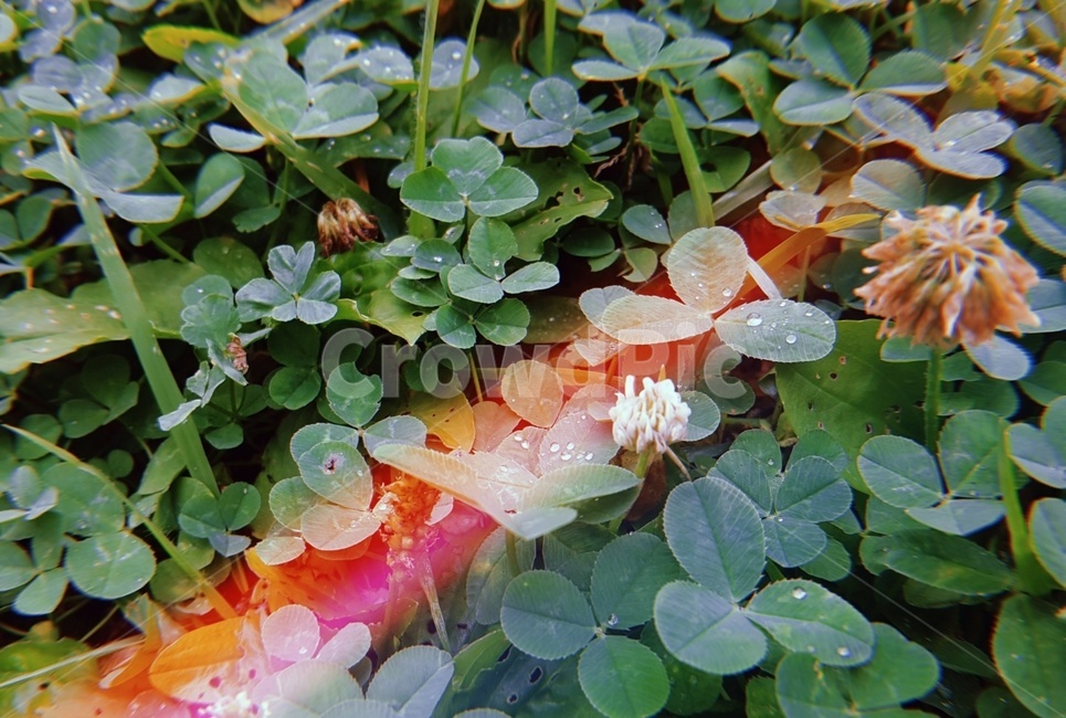 클로버,토끼풀,잔디,공원,풀,잎,풀잎,필름카메라,초록,초록색,세잎클로버