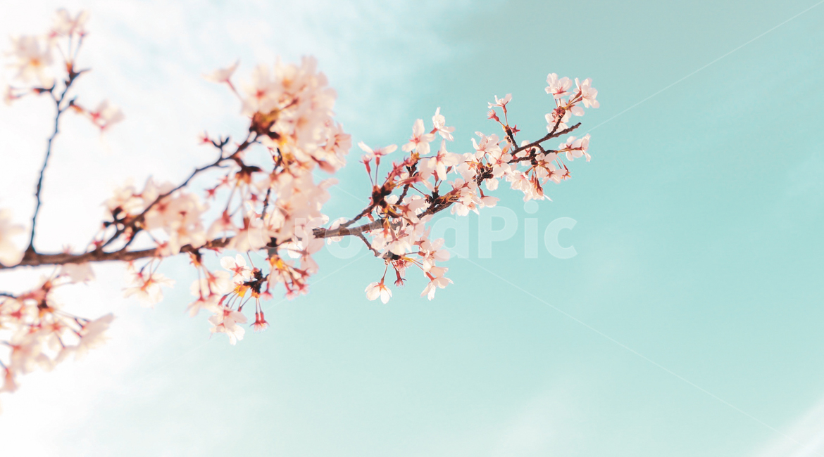 꽃,나무,식물,봄,나뭇가지,하늘,벚꽃,분홍색,식물,자연,plants,nature,꽃,flower
