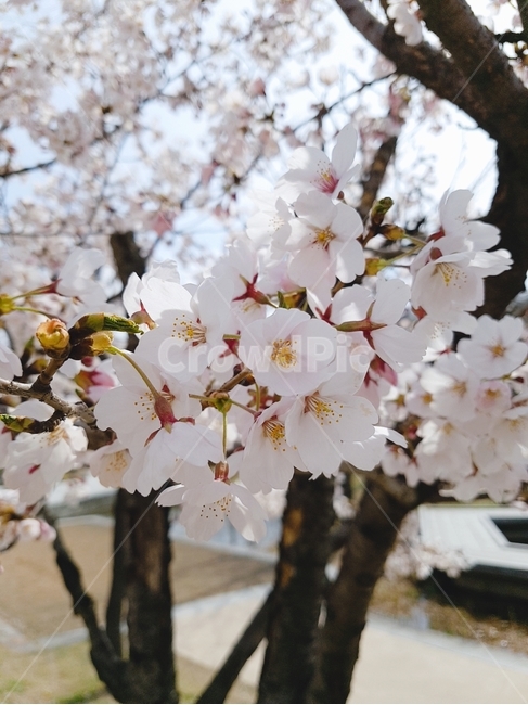 봄,벚꽃,꽃,공원,봄꽃,봄날,계절,연분홍색,식물,flowers,flower,spring,자연,plants,season,nature