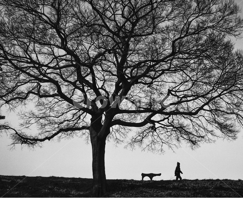 나무,운동,벤치,겨울,노수(老樹,겨울,계절,winter,season,식물,자연,plants,nature,나무,trees,wood,사람,인물,인간,human,person,인물실루엣,사람실루엣,character silhouette,human silhouette,흑백,모노톤,monochrome,black and white,tree,plant,tree trunk,나무 줄기