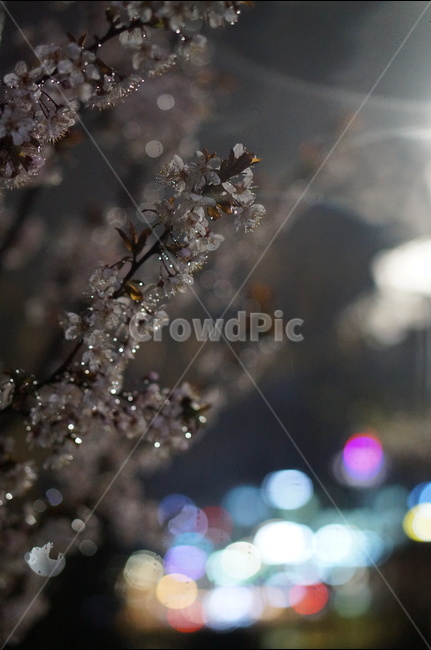 매화,야경,빛,비,우중,보케,봄,풍경,봄,계절,spring,season,야경,밤,풍경,nightscape,night,landscape,식물,자연,plants,nature,꽃,flower,ice,빙,outdoors,옥외