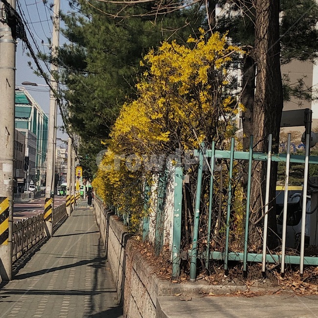 개나리,봄,풍경,노랑,노란색,거리,봄,계절,spring,season,railing,난간,handrail,banister,path,통로