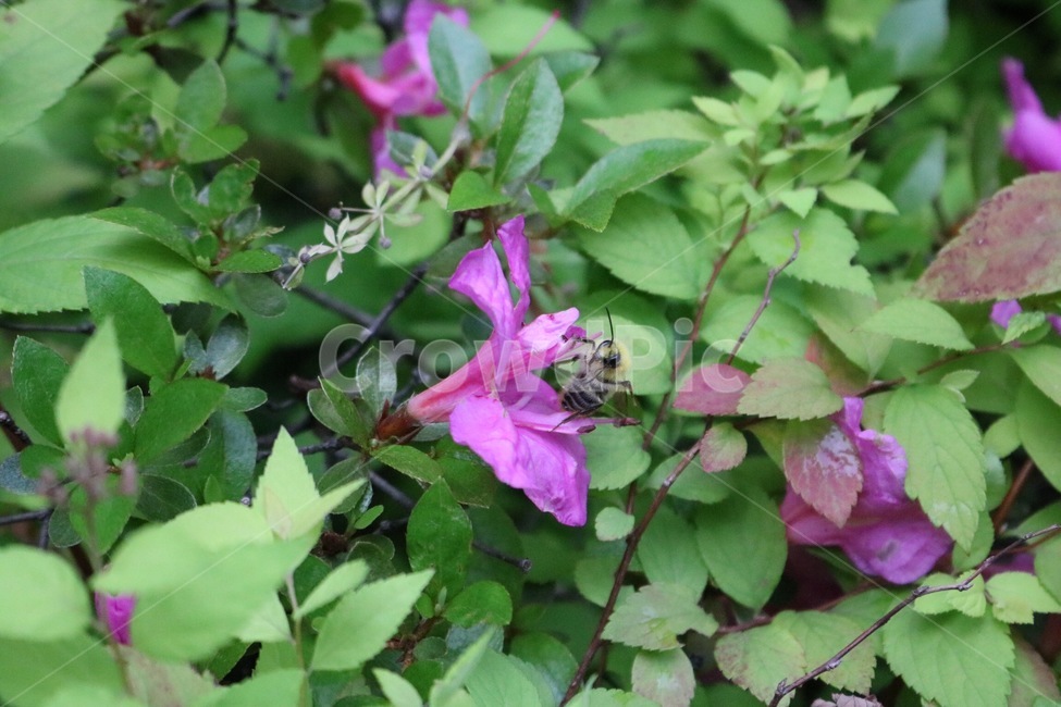 식물,곤충,꽃,자연,벌,plants,insect,flower,nature,bee,shokubutsu,konchuu,hana,hachi,분홍,초록,pink,green,pinku,midori,식물,자연,plants,nature,꽃,flower,동물,animal,곤충,벌레,insect,bug