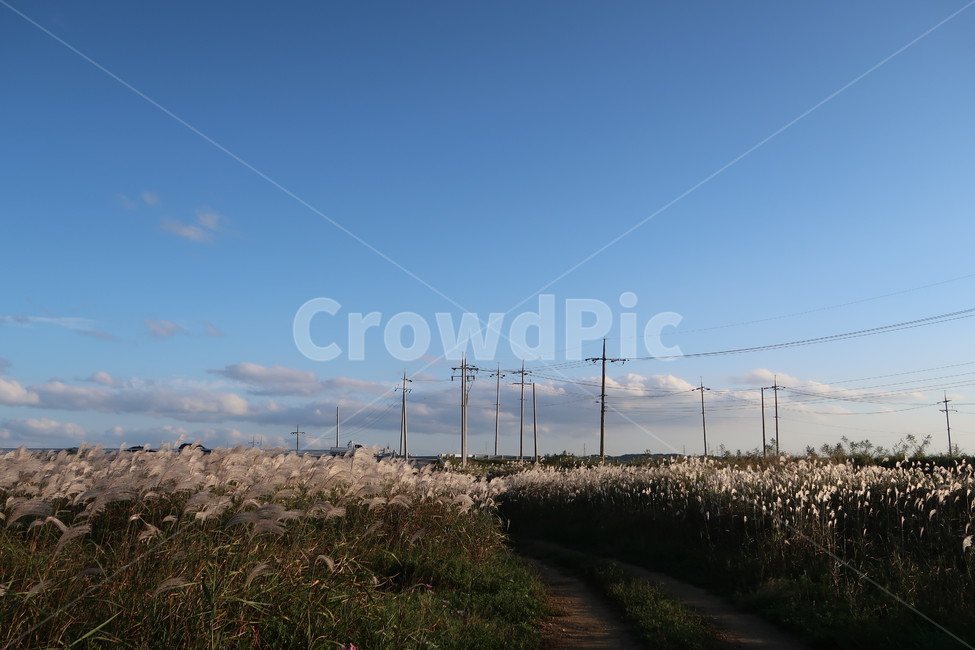 가을,갈대,fall,reed,하늘,sky,풍경,계절,가을,계절,fall,autumn,season,자연,풍경,nature,landscape