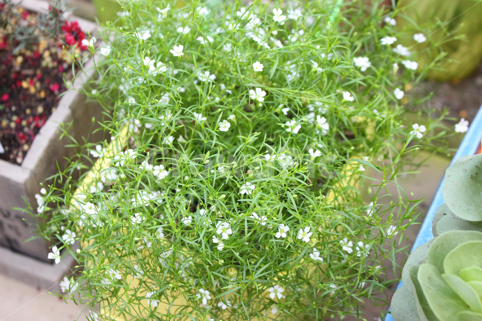 plant,식물,들꽃,windflower,풀,꽃,flower,화분,정원,garden,식물,자연,plants,nature