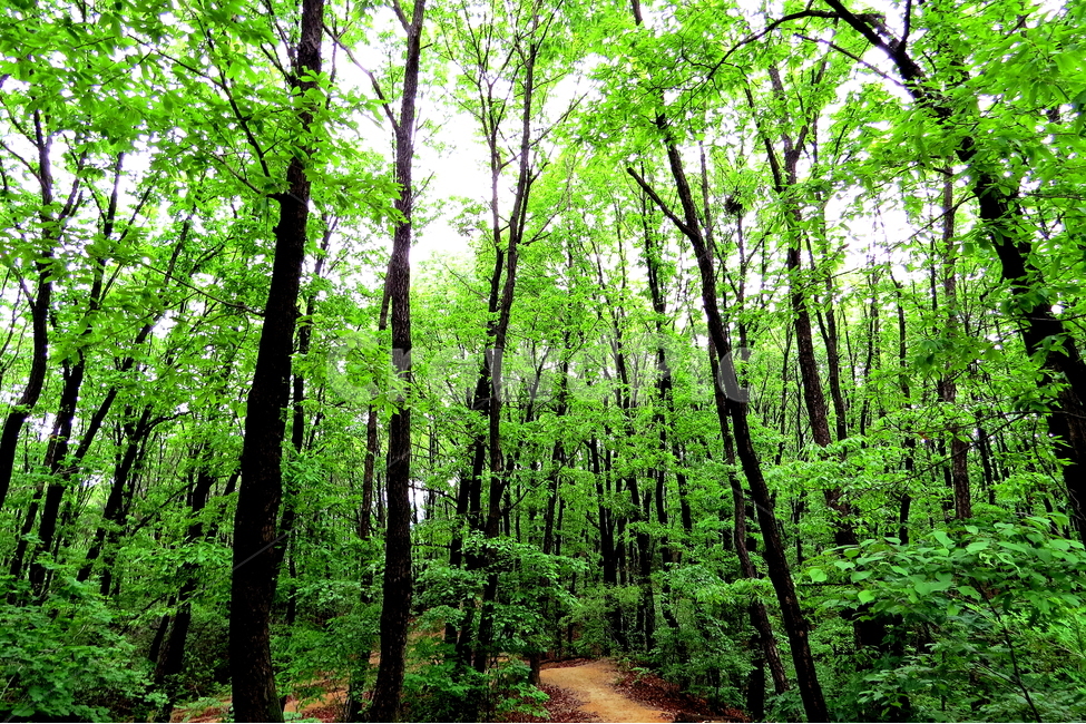 나무,식물,풍경,자연,green,자연,풍경,nature,landscape,식물,plants,나무,trees,wood,휴식,힐링,rest,relaxation,healing,path,통로,vegetation,초목,plant,outdoors,옥외,land,땅