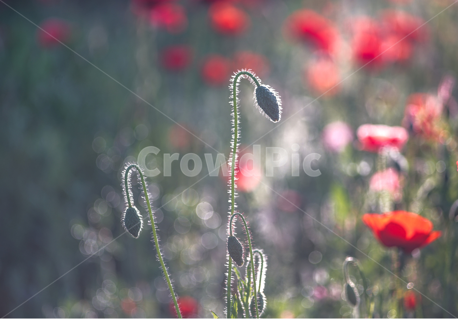 양귀비,미인,중국,꽃,자연,6월,화초,식물,자연,plants,nature,꽃,flower