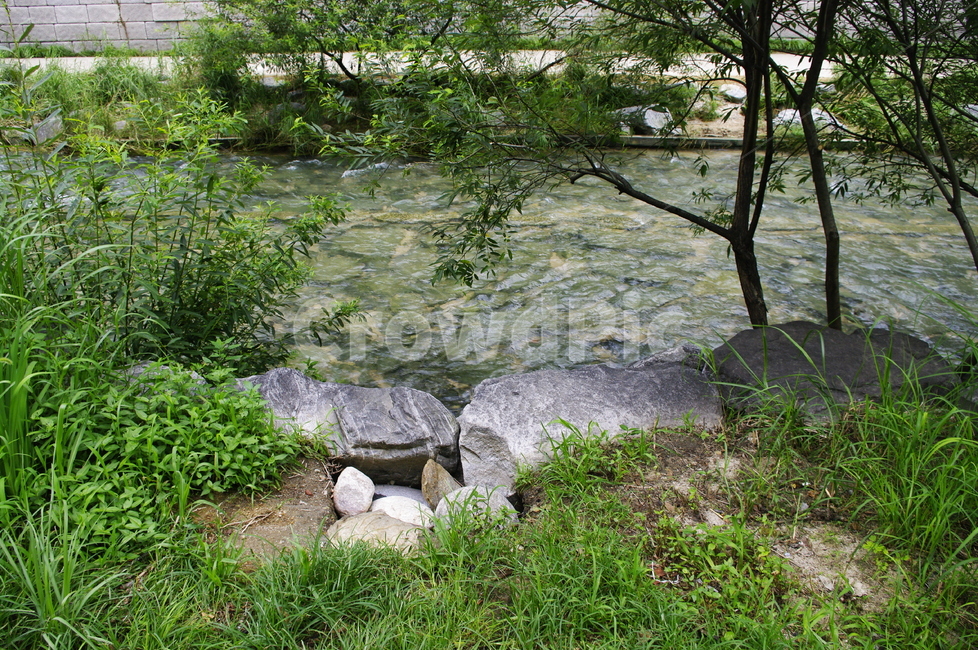 초록,잎,나무,식물,plant,자연,nature,냇가,강,청계천,자연,풍경,nature,landscape,water,물
