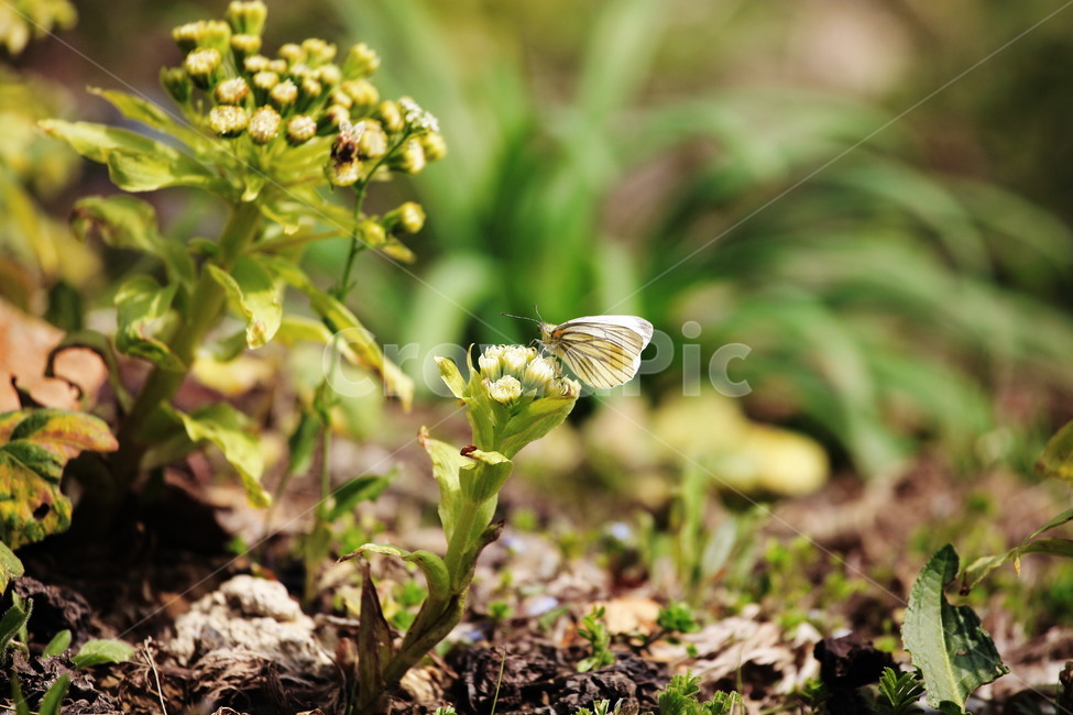 나비,봄꽃,유채화,앉은나비,꽃,식물,자연,plants,nature,동물,animal,곤충,벌레,insect,bug