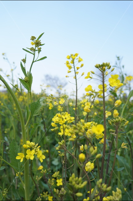 제주,풍경,유채꽃,봄,벚꽃,녹산로,봄,계절,spring,season,식물,자연,plants,nature,꽃,flower