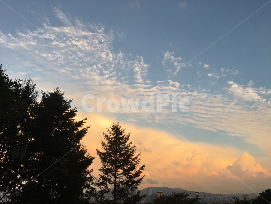 노을,하늘,색감,몽글몽글,마시멜로우,구름,날씨,맑음,서울,나무,자연,풍경,nature,landscape,tree,plant,식물,fir,전나무