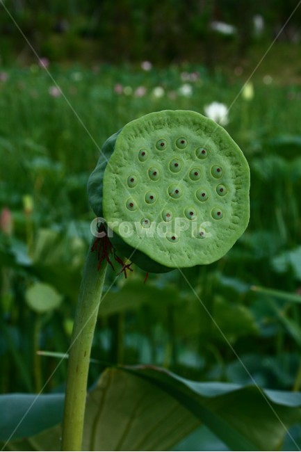 연꽃,연꽃씨,연자,연자방,연자육,수련과,수생식물,식물,자연,plants,nature