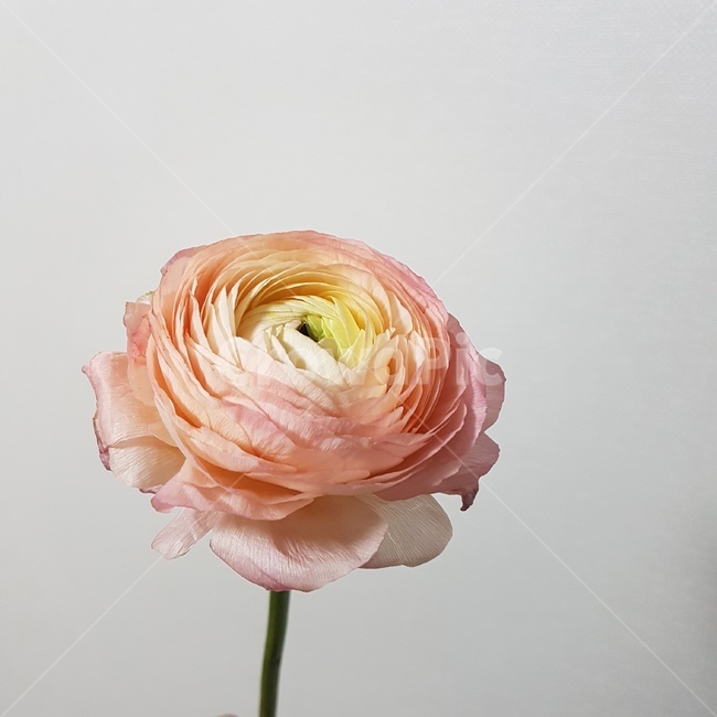 꽃,꽃잎,라넌큘러스,핑크,꽃한송이,bloom,blossom,ranunculus,pink,감성적인,flower,flowers,예쁜,식물,nature,배경,흰배경,감성사진,꽃,flower