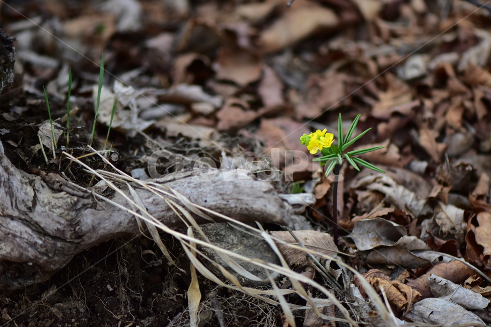 한계령풀,야생화,봄,꽃,풀꽃,자연,식물,식생,plants,nature,spring,season,flower