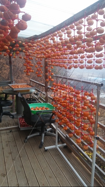 곶감,곶감말리기,시골곶감,시골가을풍경,곶감만들기