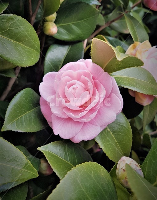 동백꽃,식물,꽃,감성,여성,분홍,아름다움,봄,식물,자연,plants,nature,꽃,flower