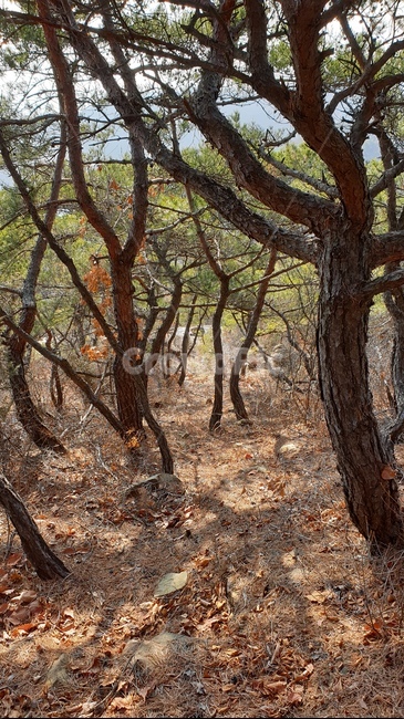 plant,식물,treetrunk,나무줄기,바닥,ground,나무,tree,관악산