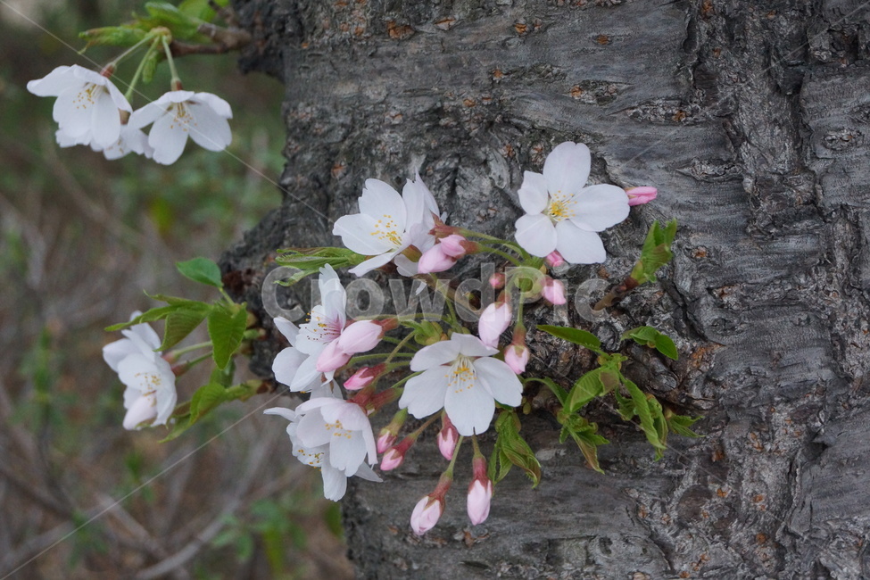 벚꽃,나무,봄꽃,cherry,cherryblossom,tree,식물,자연,plants,nature,꽃,flower