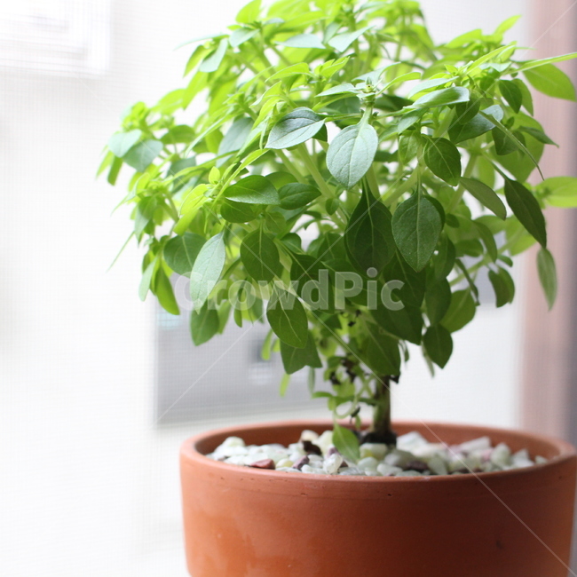plant,식물,jar,항아리,pottery,vase,화분,pottedplant,도기류,병장식,바질,실내용화초,화분,화초,house plant