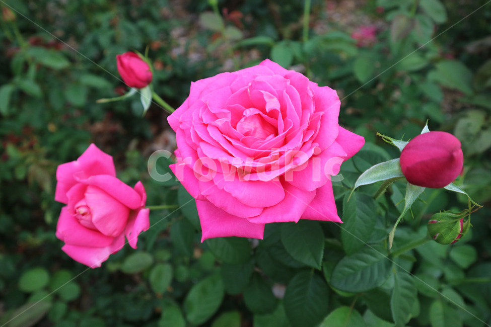 blossom,flower,꽃,rose,장미,plant,식물,식물,자연,plants,nature,꽃,flower