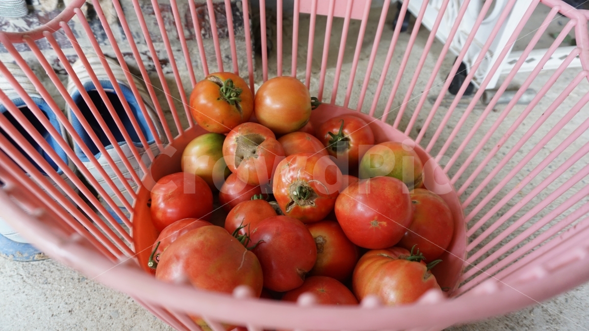 토마토,과일,여름,바구니,채소,시골,음식,식재료,요리,food,cook,meal,dishes,food reserves,채소,야채,vegetables