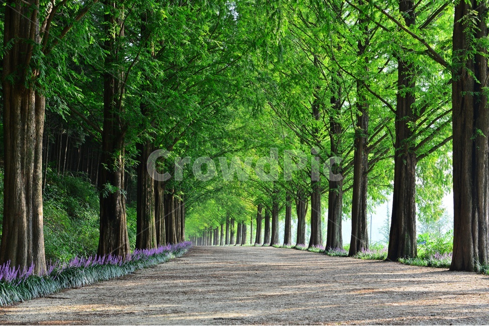 plant,식물,tree,나무,vegetation,초목,path,통로,outdoors,옥외,grove,작은숲,nature,자연,담양,메타길,메타스콰이어길,맥문동,맥문동길,여름,계절,숲길