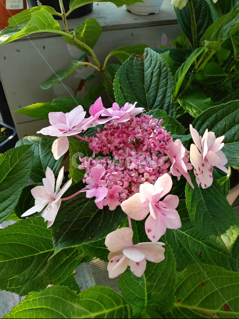 수국,자양화,간판수국,아탑수구,나무,꽃,마른꽃,식물